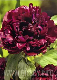 Piwonia Peter Brand'