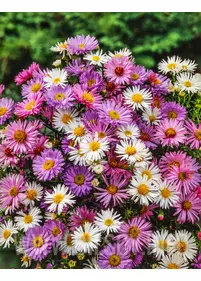 [Zestaw] Astry bylinowe 5 szt.