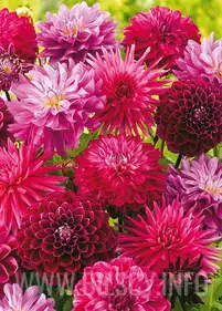 [Zestaw] Dalie 3 szt.