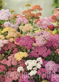 Krwawnik 'Summer Pastels'