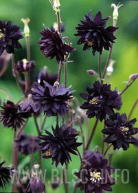 Orlik 'Barlow Black'