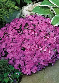 Floks szydlasty 'McDaniel's Cushion'