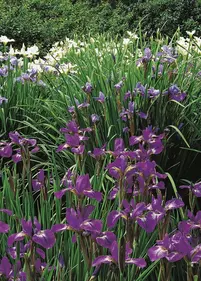 [Zestaw] Irysy syberyjskie 4 sz.