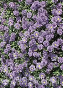Aster bylinowy niebieski