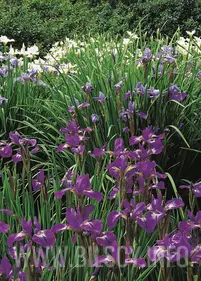 [Zestaw] Irysy syberyjskie 4 sz.