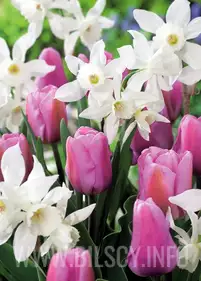 [Zestaw] Narcyzy pachnące i tulipany fioletowe 10 szt.