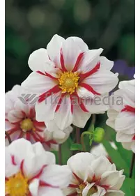 Dalia dekoracyjna 'Fire and Ice'