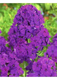 Floks 'Dusterlohe'