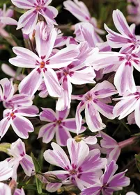 Floks szydlasty 'Candy Stripes'