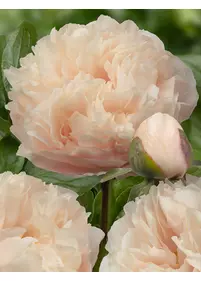 Piwonia 'Pastelegance'