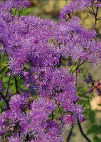 Rutewka orlikolistna 'Black Stocking'