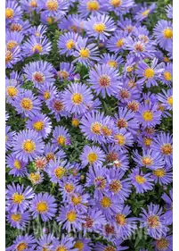 Aster bylinowy 'Wood's Blue'
