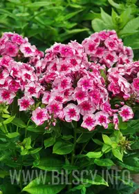 Floks 'Stars and Stripes'