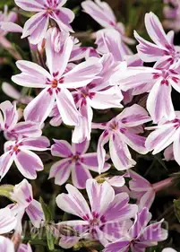 Floks szydlasty 'Candy Stripes'