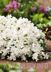Floks szydlasty 'White Delight'