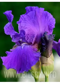 Irys amerykański 'Yaquina Blue'