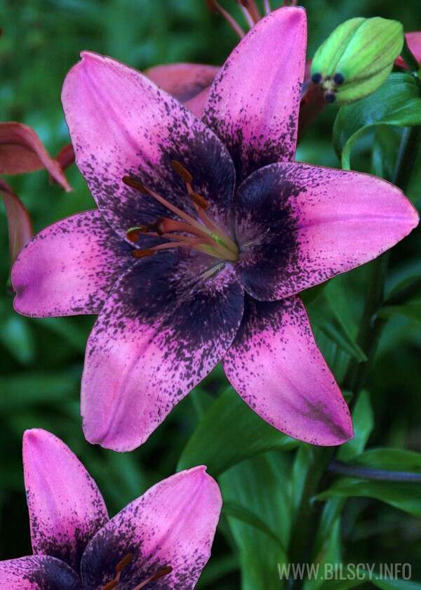 Lilium asiatic 'Purple Dream' Bilscy.info