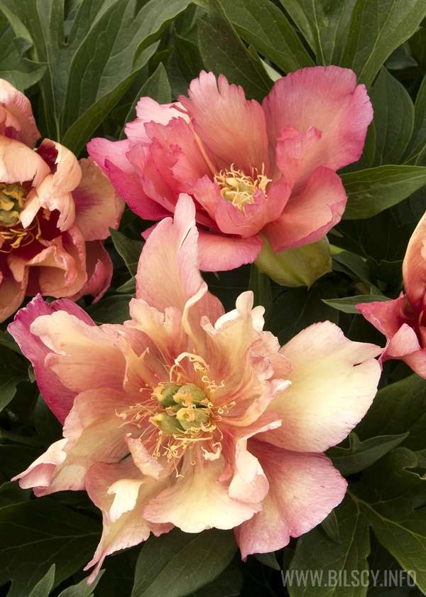 Piwonia ITOH 'Copper Kettle' (Paeonia ITOH hybrid) Bilscy.info