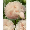 Piwonia 'Pastelegance'