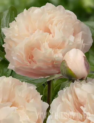 Piwonia 'Pastelegance'