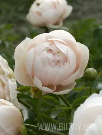 Piwonia 'Pastelegance'