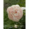 Piwonia 'Pastelegance'