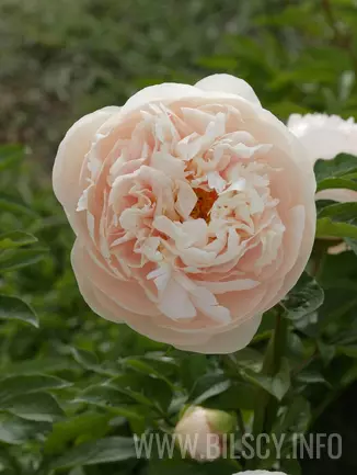 Piwonia 'Pastelegance'