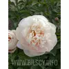 Piwonia 'Pastelegance'