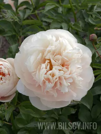 Piwonia 'Pastelegance'