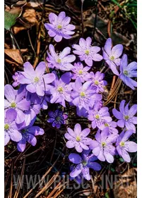 Anemone hepatica