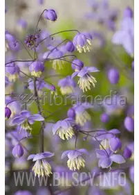 Rutewka Delavay'a różowa