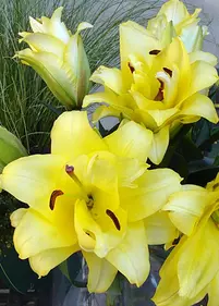 Lilia orientalna 'Exotic Sun' 