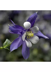 Orlik alpejski 'Kirigami Deep Blue &amp; White'