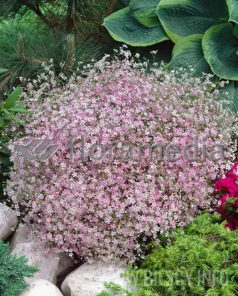 Gipsówka rozesłana 'Rosea'