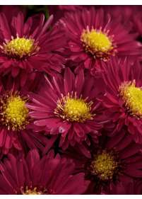 Aster bylinowy 'Island Bahamas'