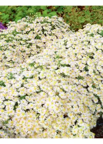 Aster bylinowy ''Niobe