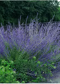Perowskia 'Blue Spire'