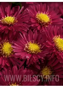 Aster bylinowy 'Island Bahamas'