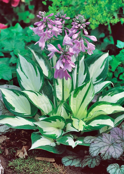 Hosta 'Fire and Ice' - Bilscy.info