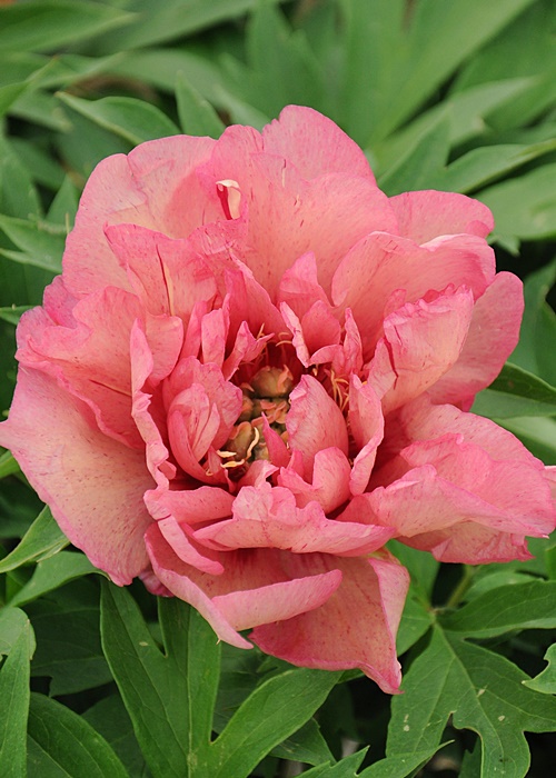 Peony Itoh Hillary Bilscy Info