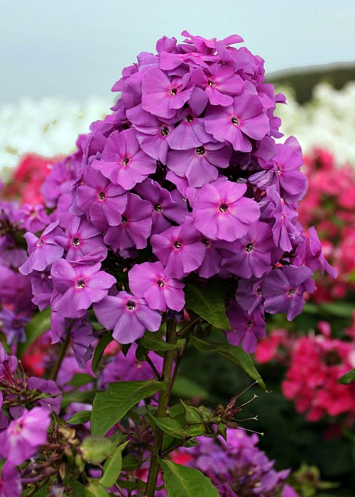 dragon's breath plant Celosia Dragon's Breath Seed Untreated