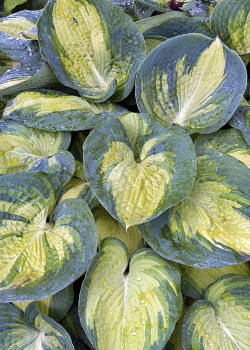 Hosta 'Great Expectation' - Bilscy.info