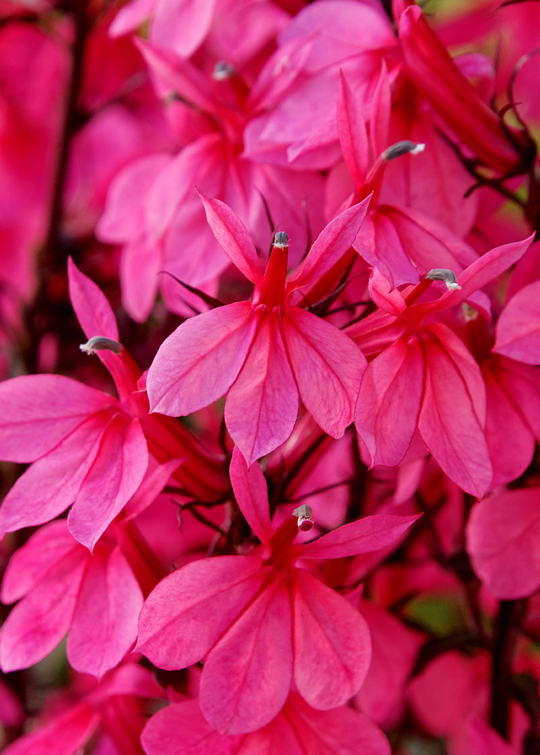 Lobelia speciosa 'Starship Deep Rose' - Bilscy.info Lobelia speciosa 'Starship Deep Rose' - Bilscy.info