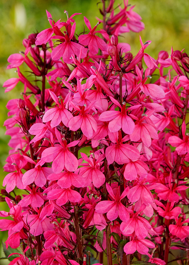 Lobelia speciosa 'Starship Deep Rose' - Bilscy.info