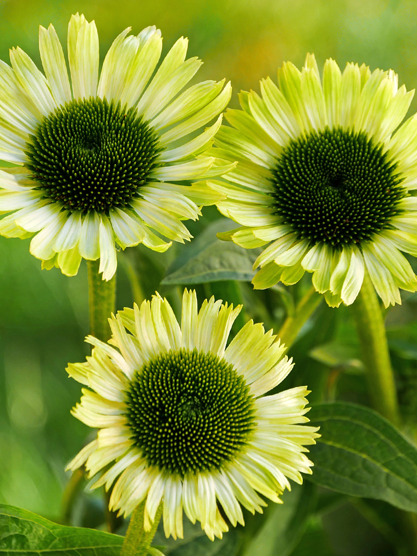 Coneflower - Prairie Blaze Green