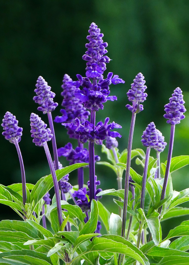 Sage Blue Non GMO Seeds - Salvia Farinacea
