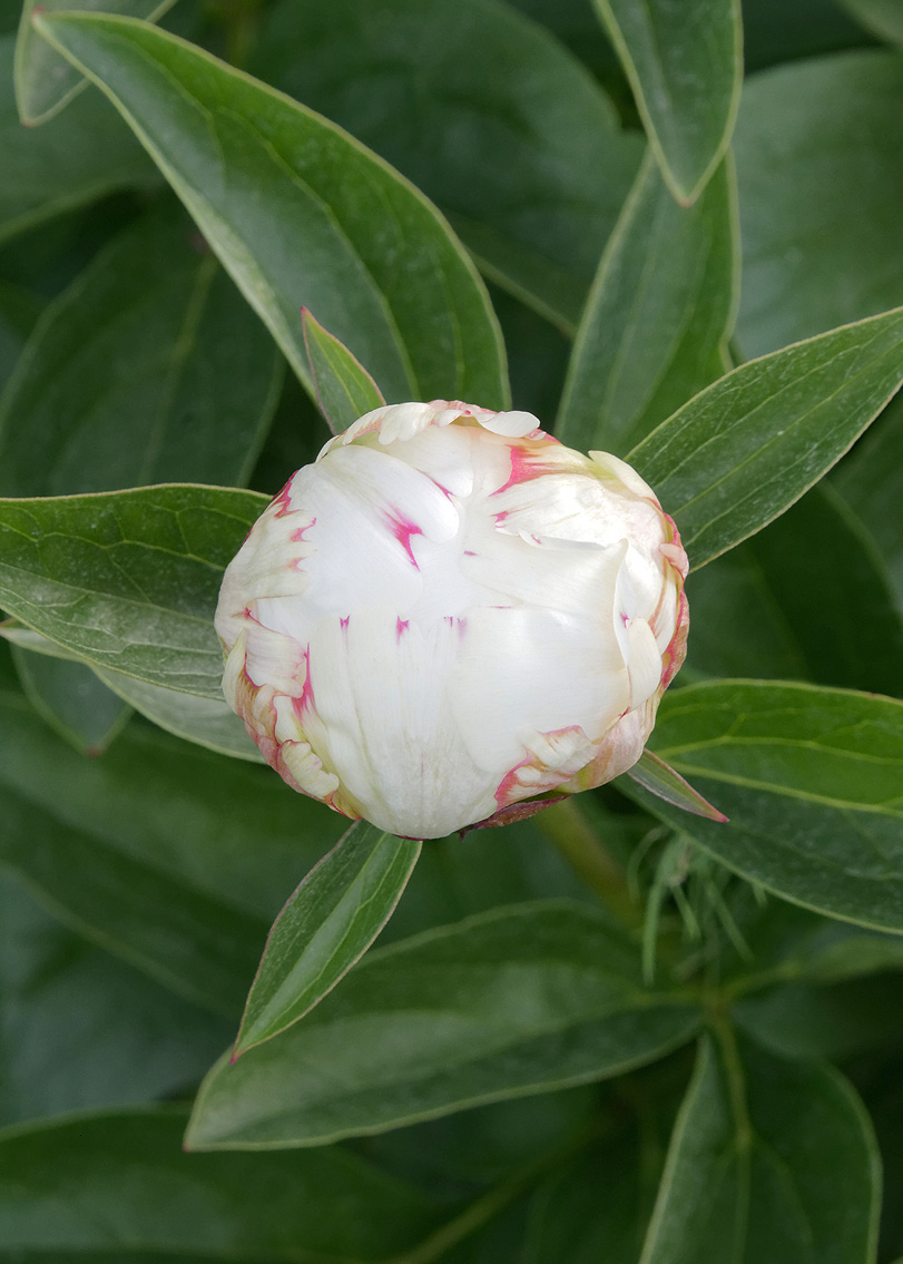 Peony (Lactiflora) 'Elsa Sass' - Bilscy.info