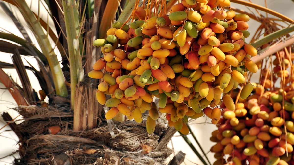 Королевский финик польза и вред